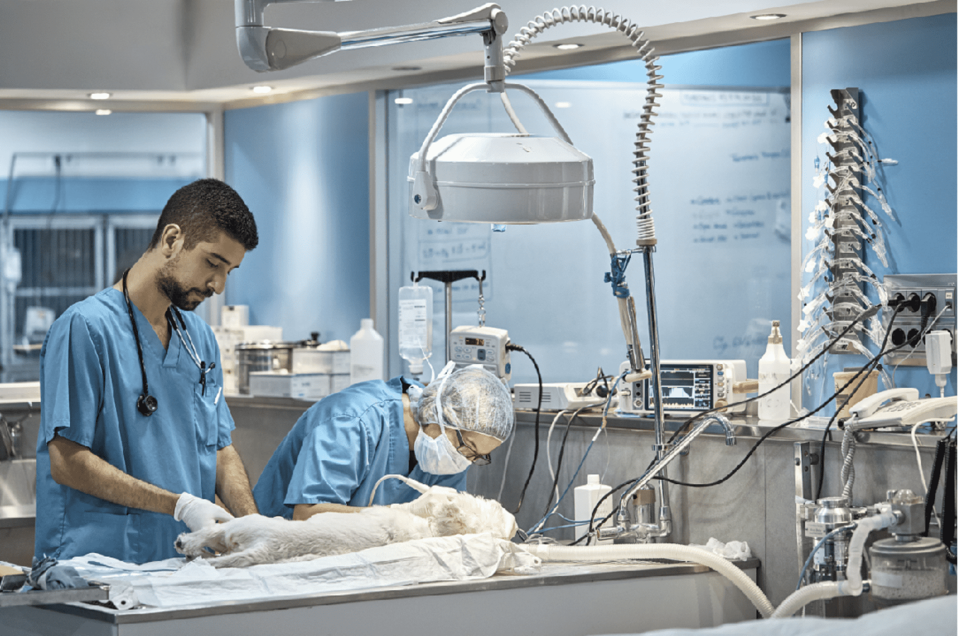 Veterinary Endoscope Market